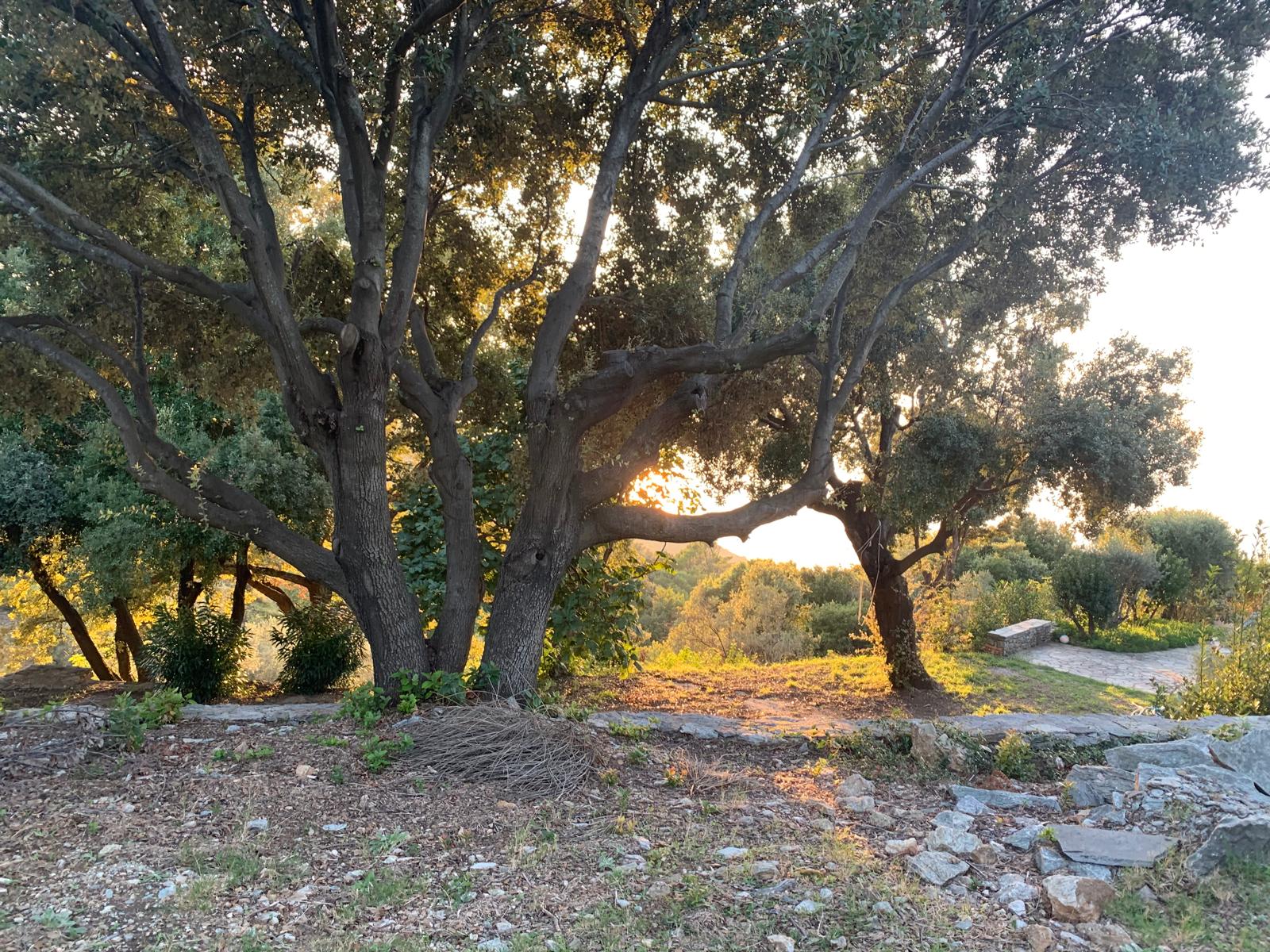 Garden surroundings